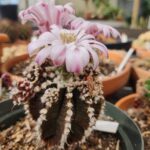 Cacti In Bloom 2