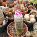 Cacti In Bloom 9
